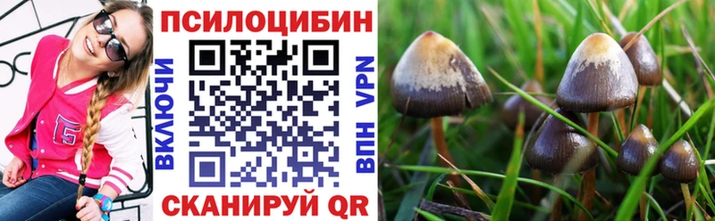 дарнет шоп  Высоковск  Псилоцибиновые грибы Psilocybe 